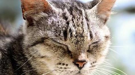 小猫可以吃安眠药吗？给宠物猫使用安眠药的安全指南？