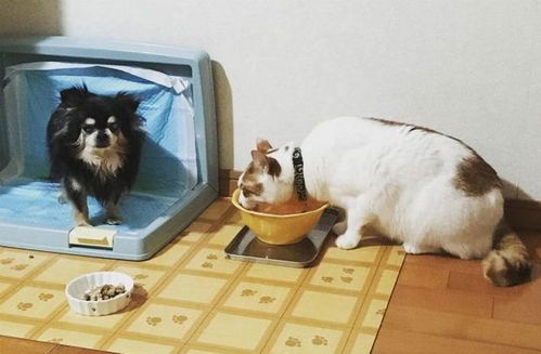 狗患肾病偏爱猫粮，正常吗？需谨慎调整饮食。