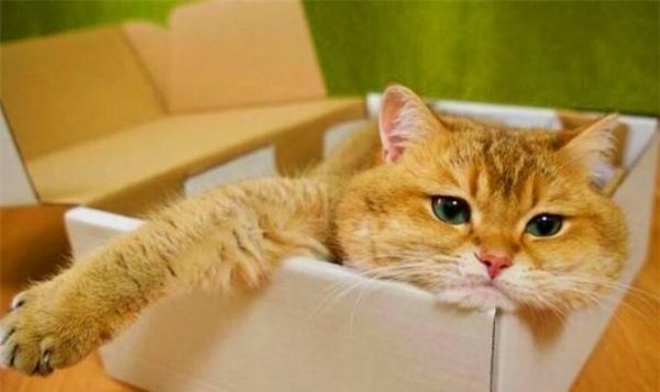如何为患有肾病的宠物猫选择合适的食物（为您的宠物猫提供健康饮食的关键）