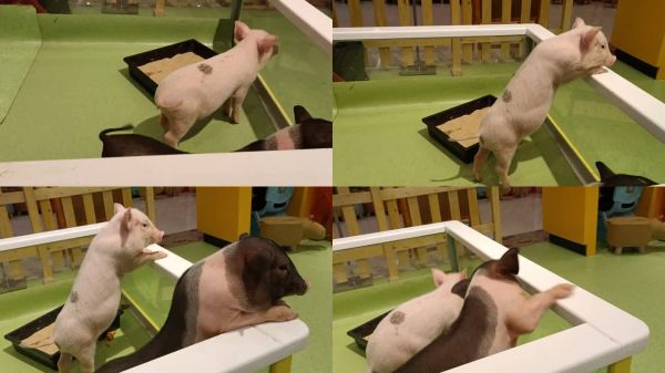 实拍宠物乐园宠物猪