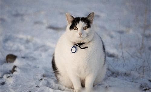 宠物猫太胖了怎么办?