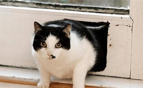 宠物猫太胖了怎么办?