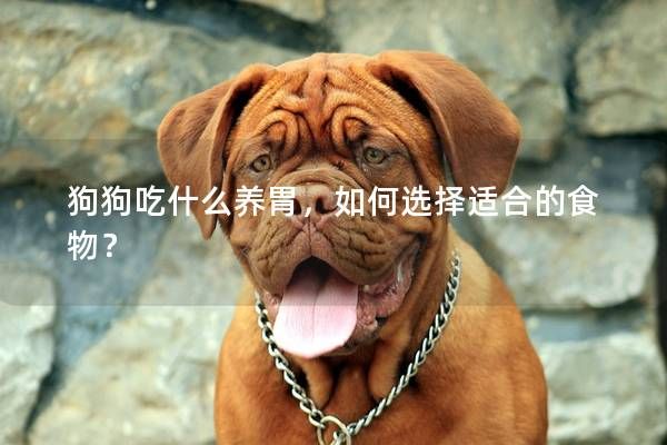狗狗吃什么养胃，如何选择适合的食物？