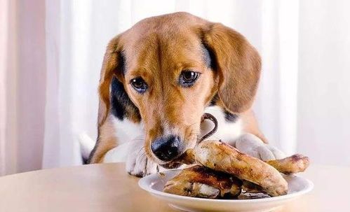 产后狗狗易消化食谱推荐