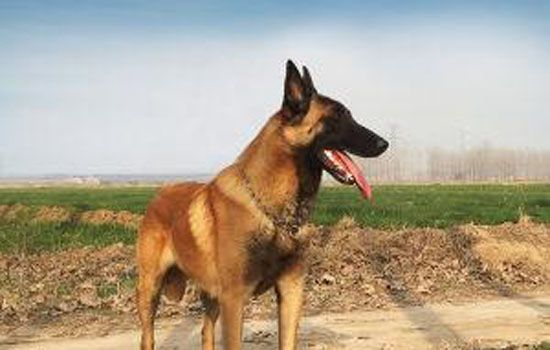 北京禁养马犬吗 能不能在北京养马犬