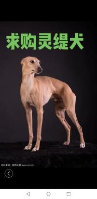 4个月的灵缇犬好养活吗