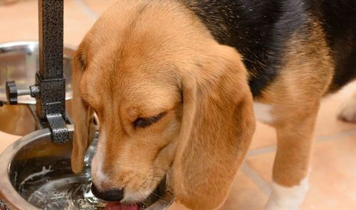 狗狗辅食添加哪些营养素?如何科学搭配?