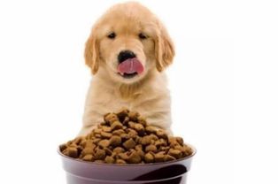 狗狗辅食添加哪些营养素?如何科学搭配?