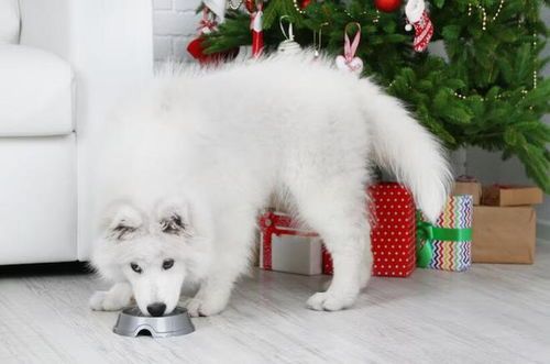 萨摩耶幼犬喂养:主食狗粮为主,辅食适量,如何确保营养均衡?