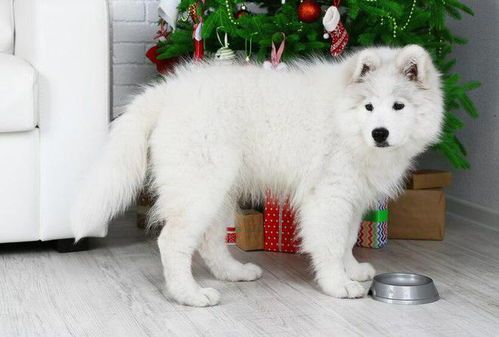 萨摩耶幼犬喂养:主食狗粮为主,辅食适量,如何确保营养均衡?