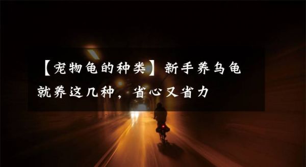 【宠物龟的种类】新手养乌龟就养这几种，省心又省力文章配图
