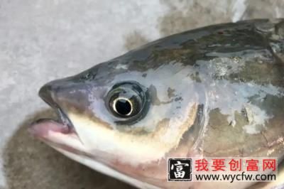 常见鱼的种类有哪些，常见的鱼的种类