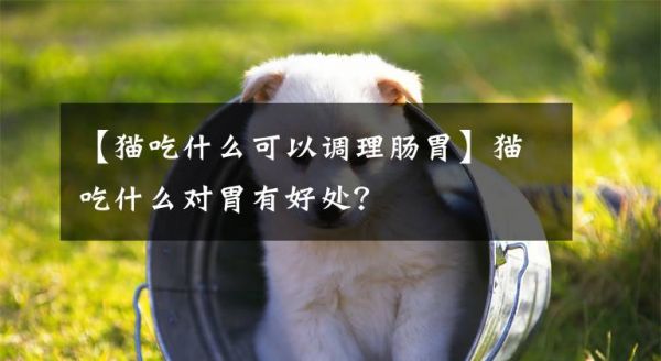 【猫吃什么可以调理肠胃】猫吃什么对胃有好处？文章配图