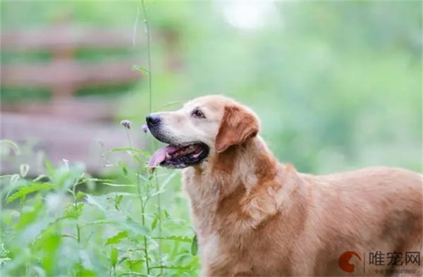 10岁以上老年犬吃什么粮 一天喂几次比较好