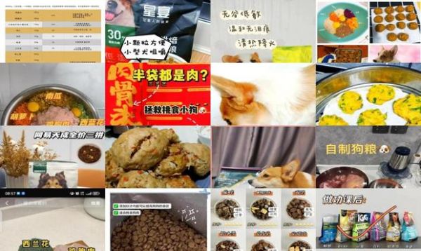 自制柯基狗粮的最佳配方