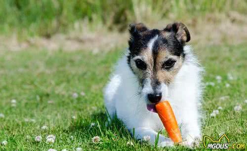 狗狗每天只吃犬粮？12种狗能够吃的食物，给犬粮加点料吧