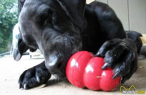 狗狗每天只吃犬粮？12种狗能够吃的食物，给犬粮加点料吧
