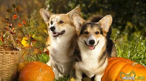 狗狗每天只吃犬粮？12种狗能够吃的食物，给犬粮加点料吧