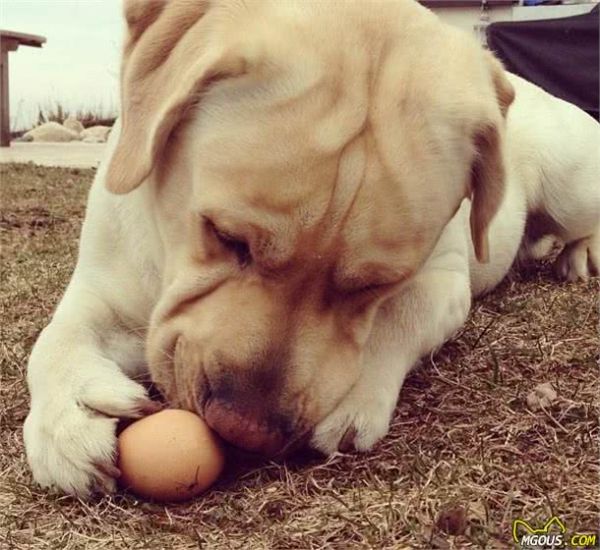 狗狗每天只吃犬粮？12种狗能够吃的食物，给犬粮加点料吧