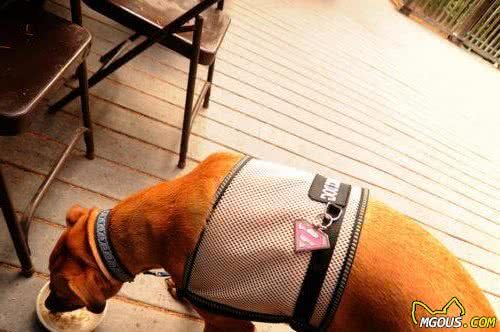 狗狗每天只吃犬粮？12种狗能够吃的食物，给犬粮加点料吧