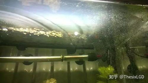 宠物鱼缸油膜困扰?快速除油,水质焕新!