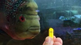 宠物鱼缸油膜困扰？快速除油，水质焕新！