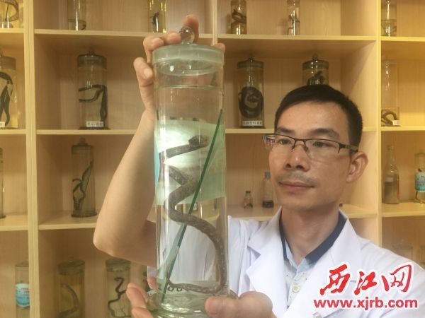 周光德向记者展示国宝级毒蛇——莽山烙铁头蛇。