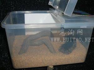 养好另宠选对饲养箱至关重要