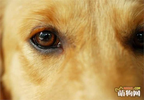 6种宠物狗狗常见的疾病预防知识，平时养护很重要
