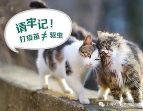 宠物驱虫,从蚤灭灵小猫开始。