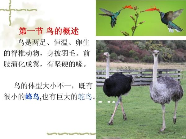 宠物学概论鸟类课件_第2页