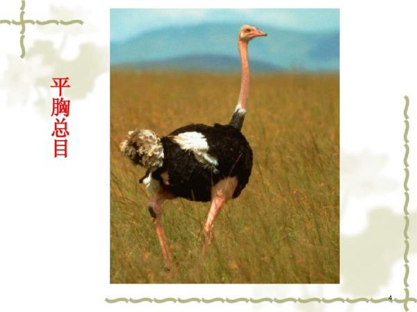 宠物学概论鸟类课件_第4页