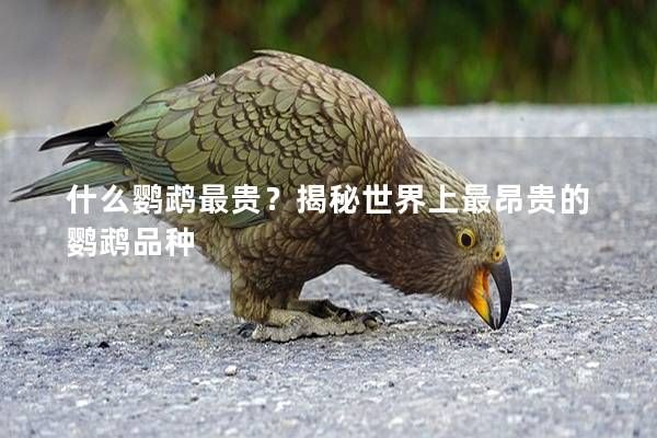 什么鹦鹉最贵？揭秘世界上最昂贵的鹦鹉品种
