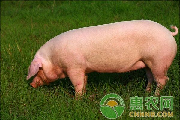 养猪户必看，猪场中几种常见猪病的治疗方法！-图片版权归惠农网所有