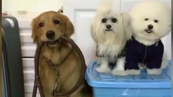 训犬专用粮,宠物好选择!
