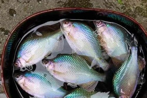 十大观赏鱼饲料品牌，宠鱼必备清单！