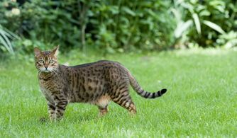“猫豹价格揭秘,宠物投资大揭秘!”
