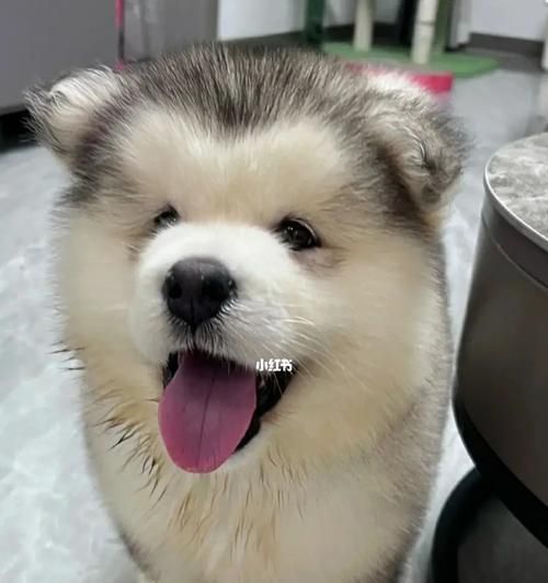 哪些大型犬最擅长拆家？如何选择最好养的大型犬？