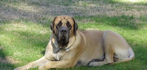 哪些大型犬最擅长拆家？如何选择最好养的大型犬？
