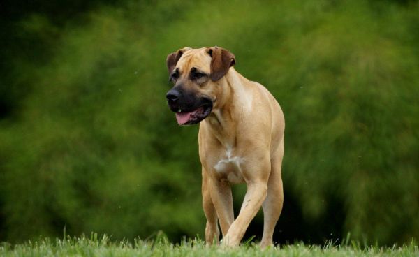 一只波尔牧羊犬站在生机勃勃的自然景观中的草地上。