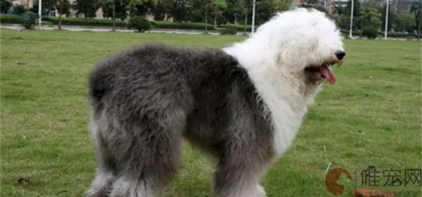 十种适合家养的大型犬