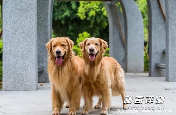 狗狗品种大全及图片名字 5种超可爱的大型犬推荐