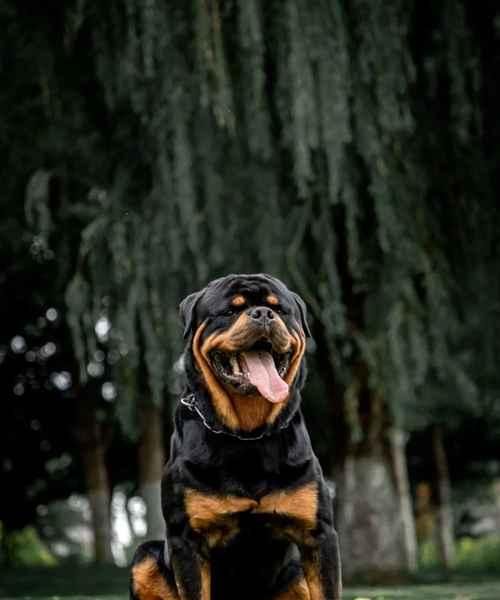 大型犬品种有哪些？