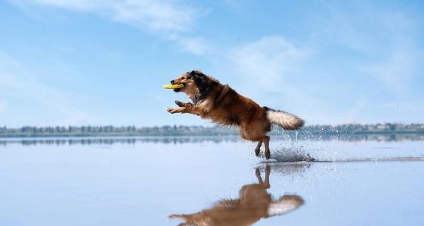 在城市中哪里适合遛大型犬？有哪些推荐的地点？