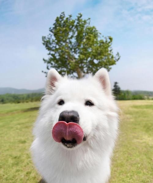 在城市中哪里适合遛大型犬？有哪些推荐的地点？