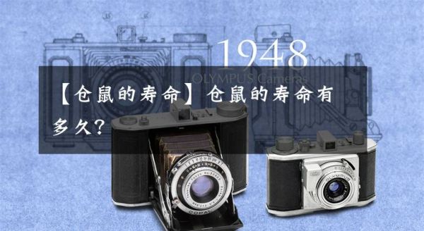 【仓鼠的寿命】仓鼠的寿命有多久？文章配图