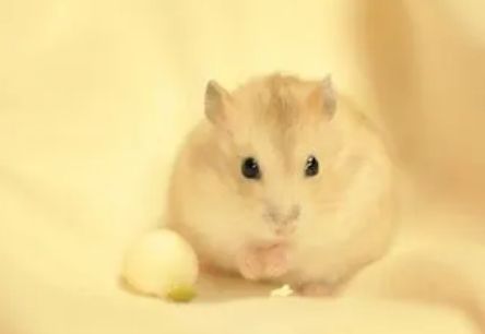 今日科普：仓鼠的寿命有多长?