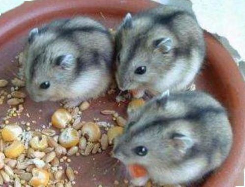 新手养鼠选这4种：金丝熊、豚鼠、仓鼠、龙猫。