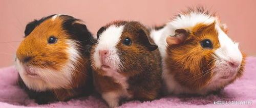新手养鼠选这4种：金丝熊、豚鼠、仓鼠、龙猫。