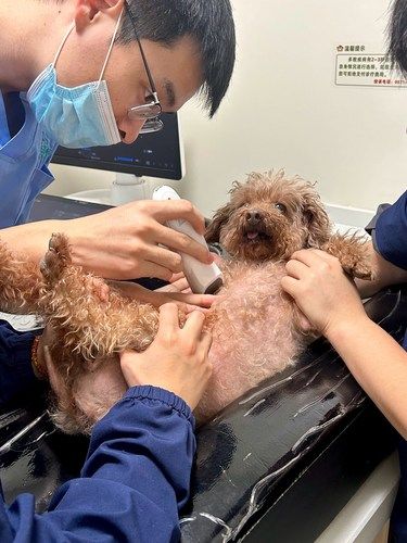 在杭州…哪有小狗体检这么开心的呀